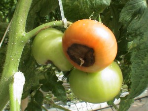 Blossomendrot2012