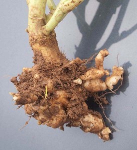 P_ClubRoot