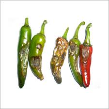 anthracnose chilli